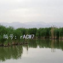 ɱ