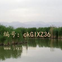 ɱ