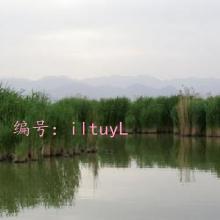 Զ