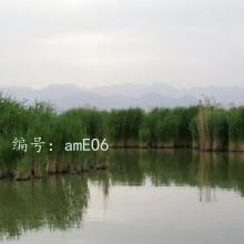 ɱ