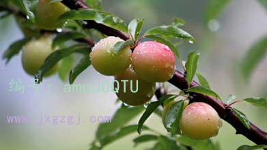 Բ
