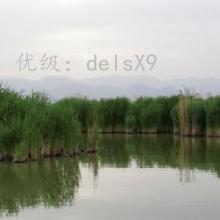 ḻ