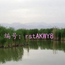 ʧ