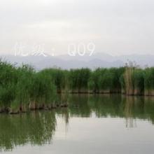 ʧ