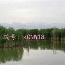 ɱ