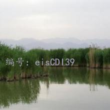 ḻ